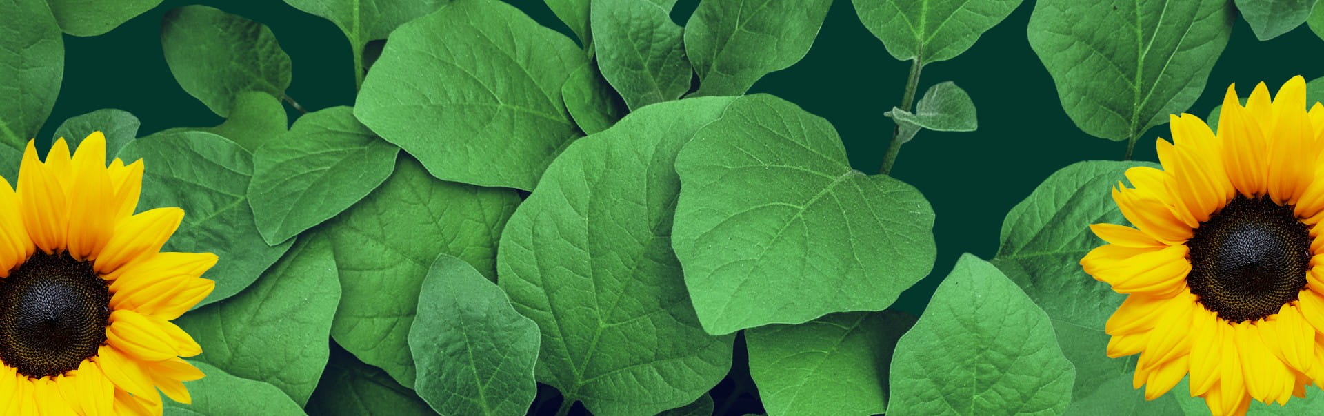 Article, 100% NATURLIGE INGREDIENSER