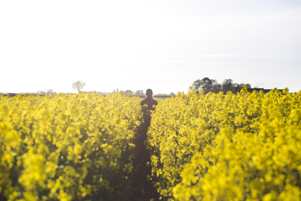 Becel flydende original