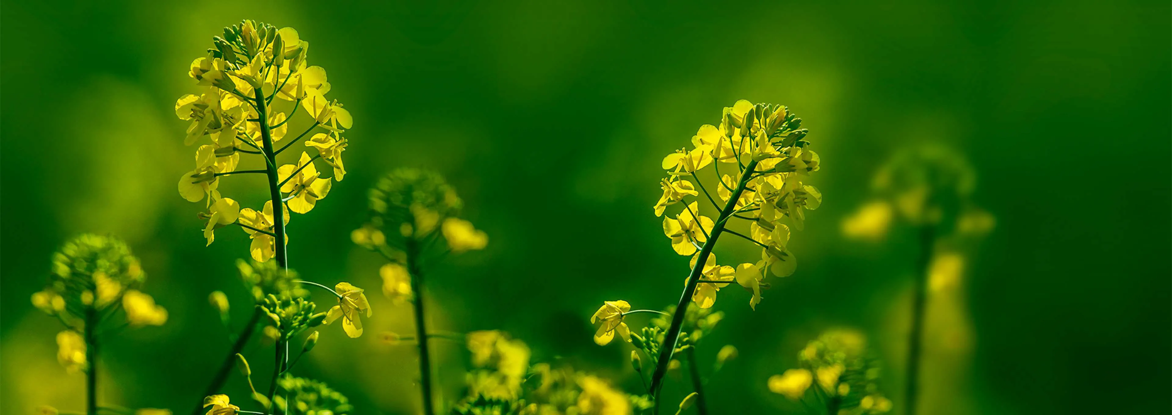 med omega3 fra planteriget