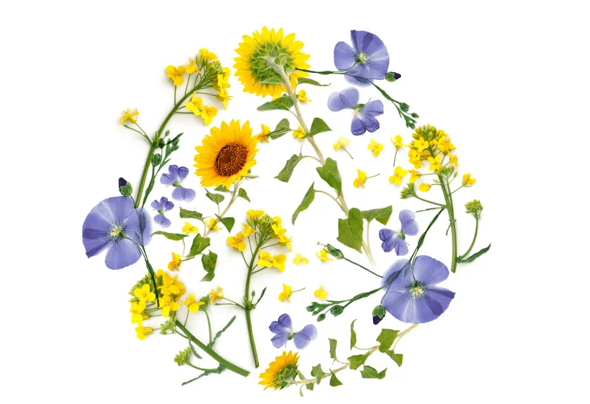 Becel duurzaam bloemen