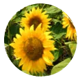 zonnebloemolie