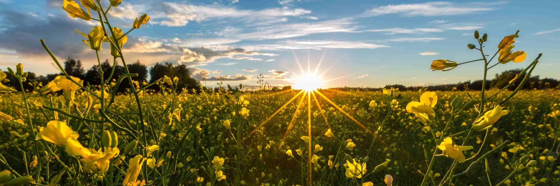 Article, Plantaardige margarine