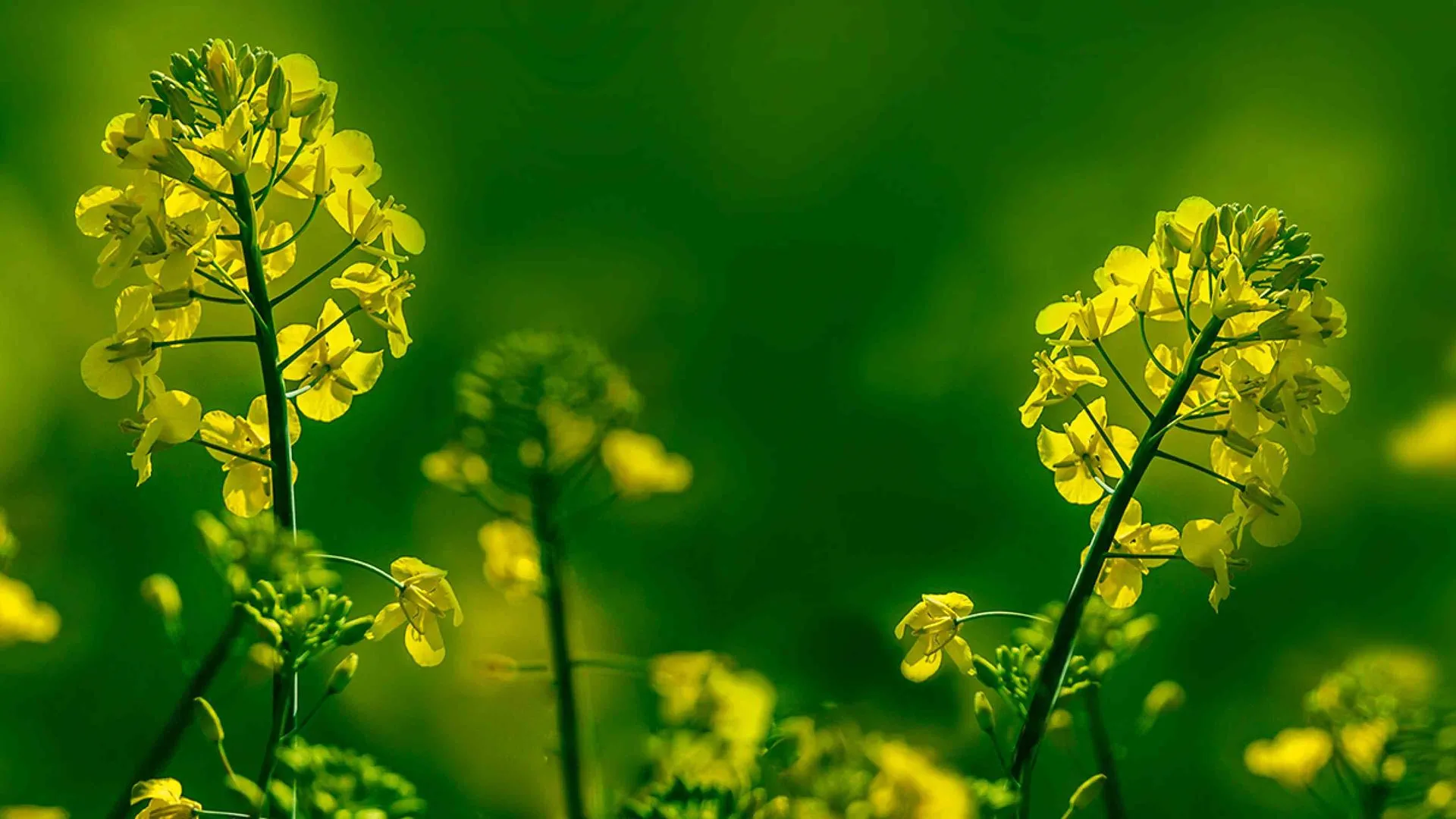 O poder das plantas